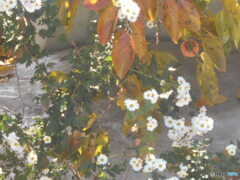 残り柿と菊の花