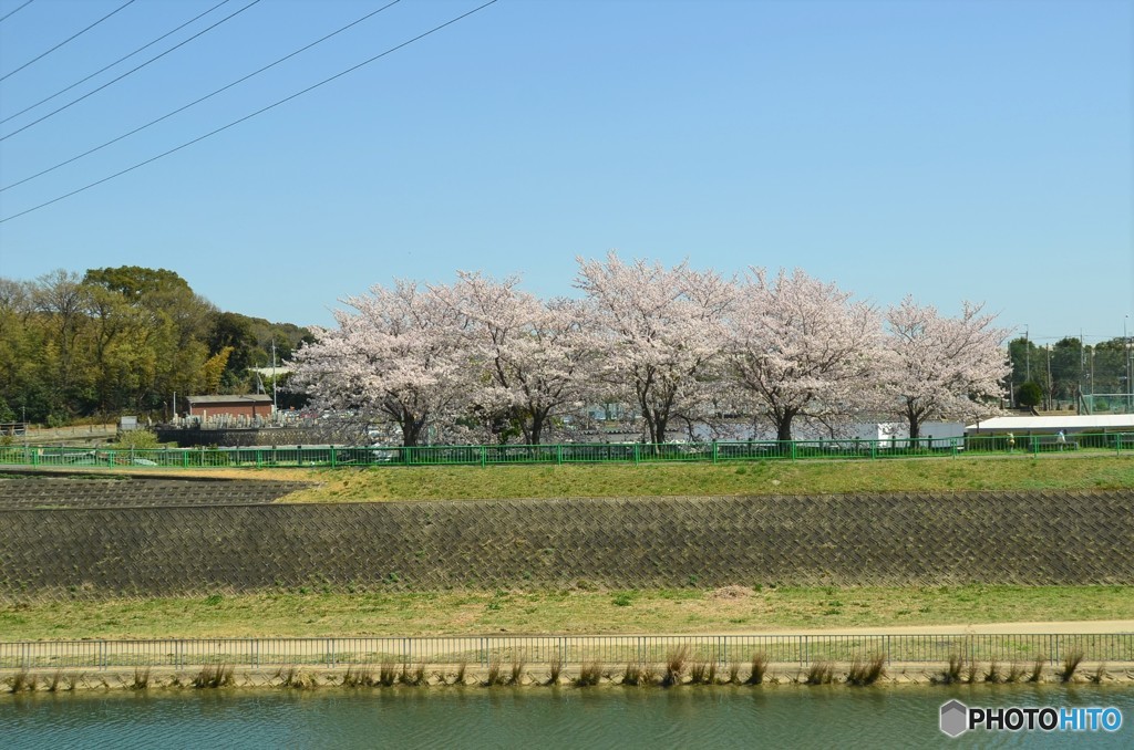 五桜姿立ち