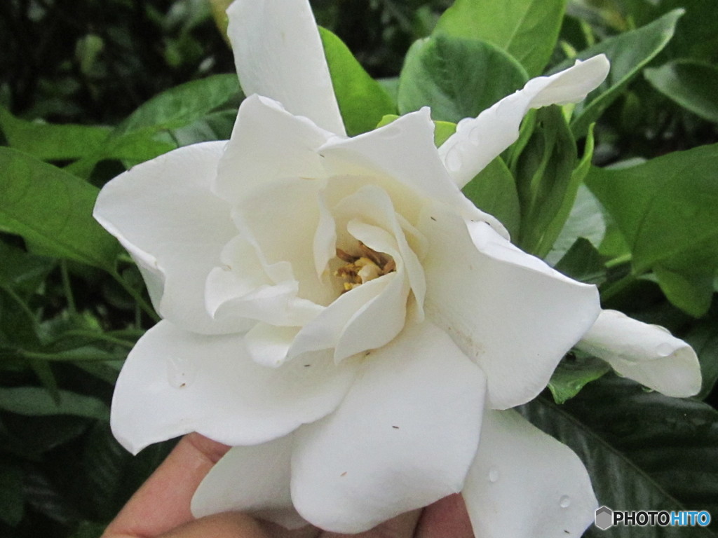 クチナシの花