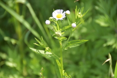 植物、白い花