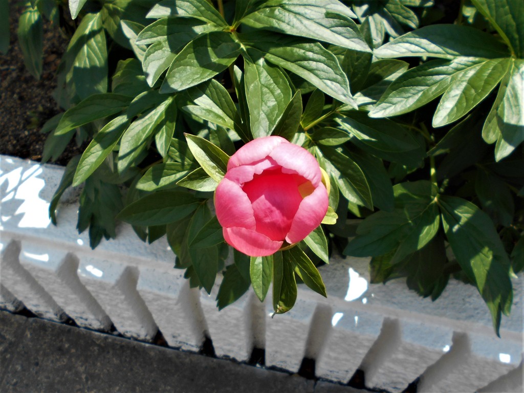 これでひらいたのかな？