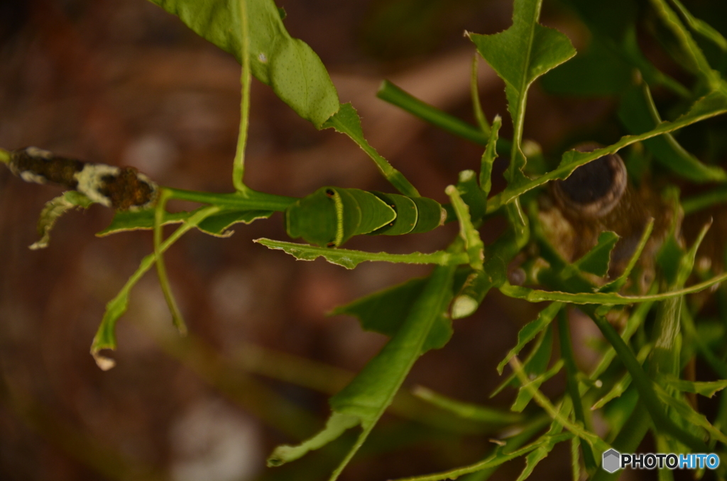 青虫に黒っポイ幼虫