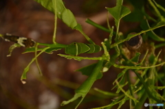青虫に黒っポイ幼虫