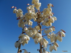 青空に向かって