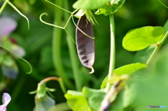 紫エンドウの実