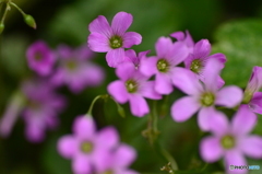 これも小さな花
