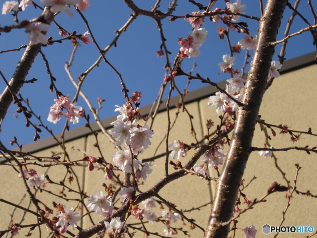 寒桜？