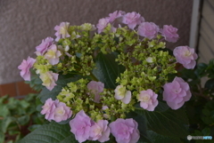 鉢植えの紫陽花