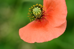 半分花だよ