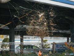 逆光