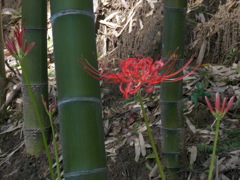 竹林に曼珠沙華