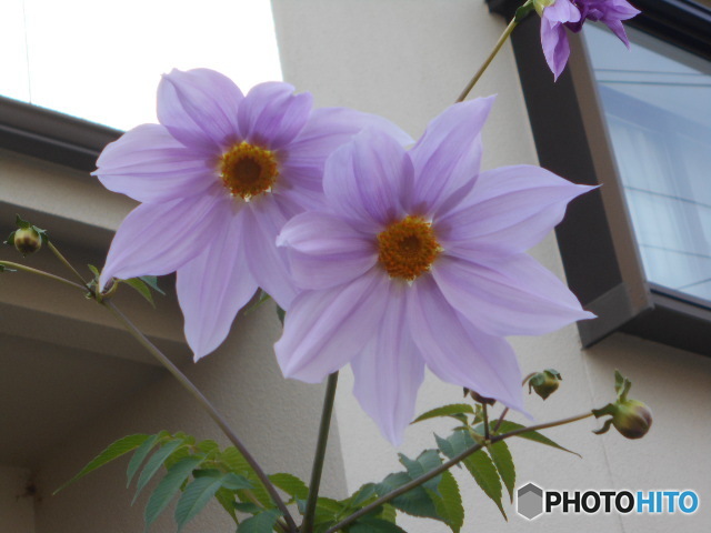 大きな花です
