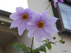 大きな花です