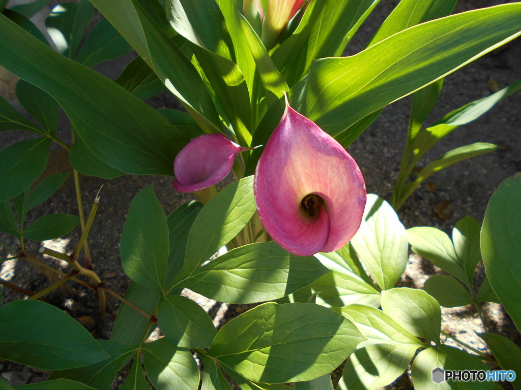 ラッパにょうな花