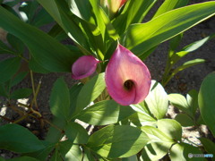 ラッパにょうな花