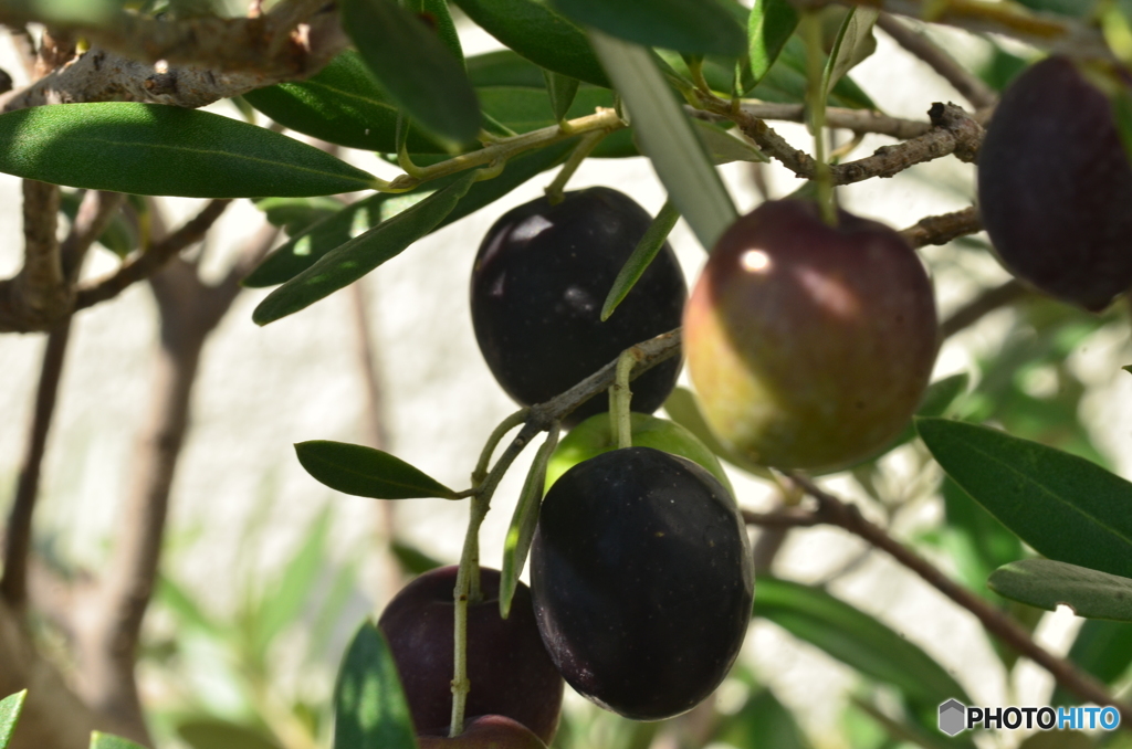 鉢植えのオリ－ブ
