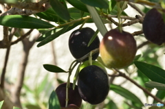 鉢植えのオリ-ブ