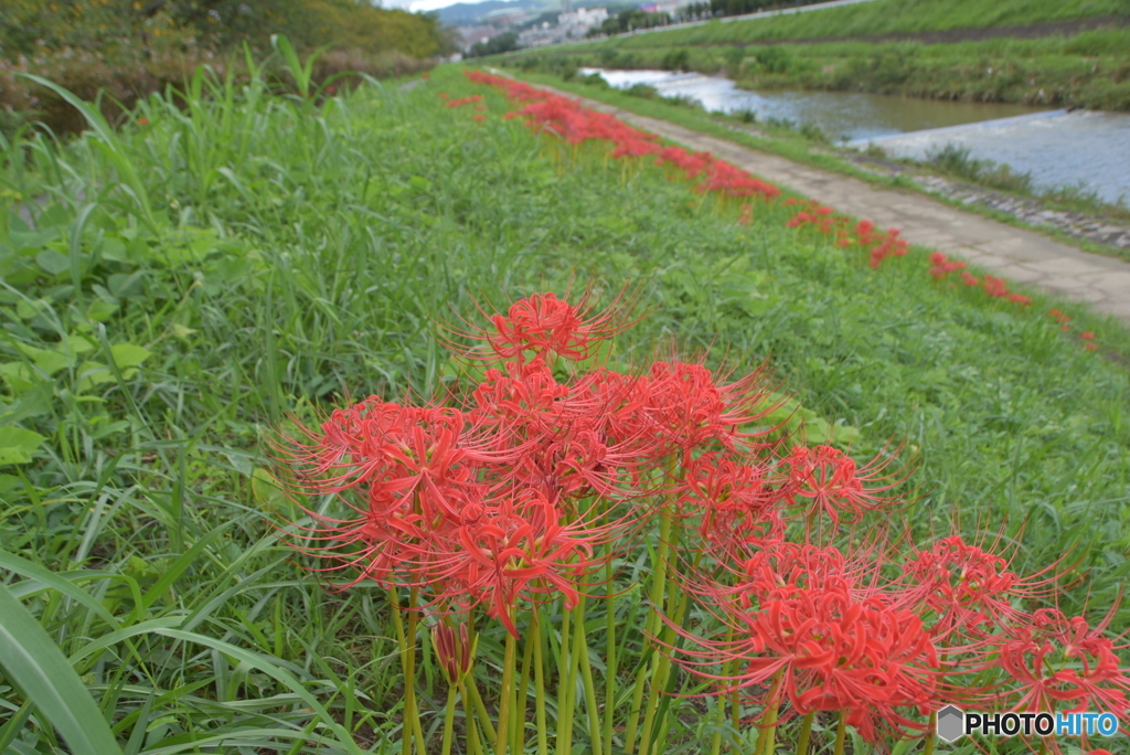 土手の曼珠沙華１
