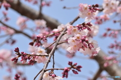 今年の桜