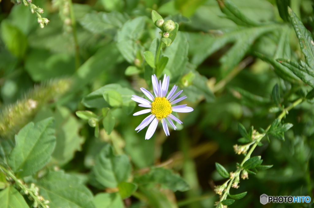 こまい菊みたい