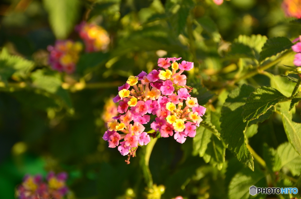 ありふれた花を！