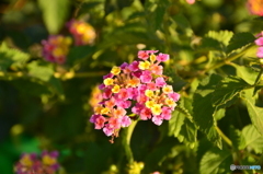 ありふれた花を!