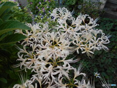 白い曼珠沙華 白い曼珠沙華