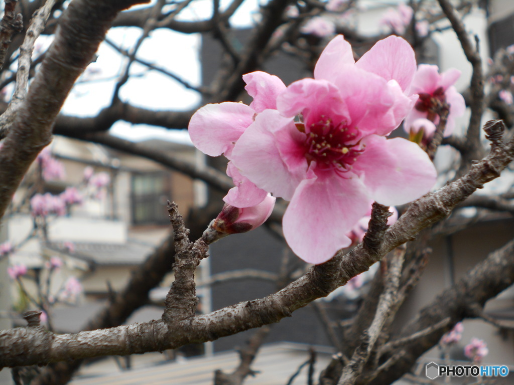 桃の花？