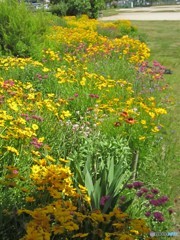 花、色とりどり