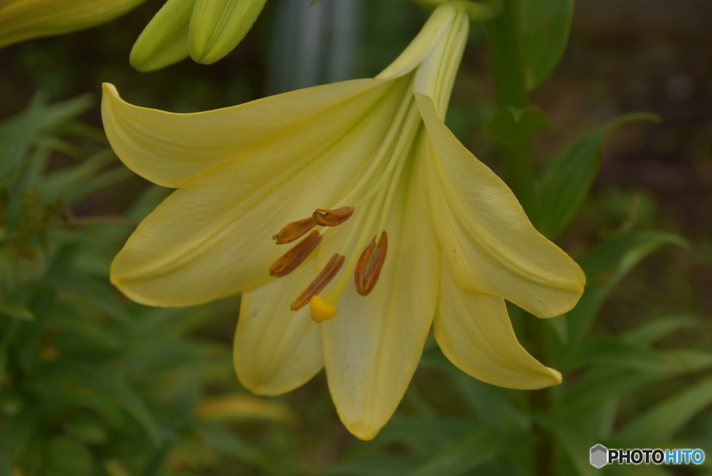 田んぼに咲いてた