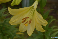 田んぼに咲いてた