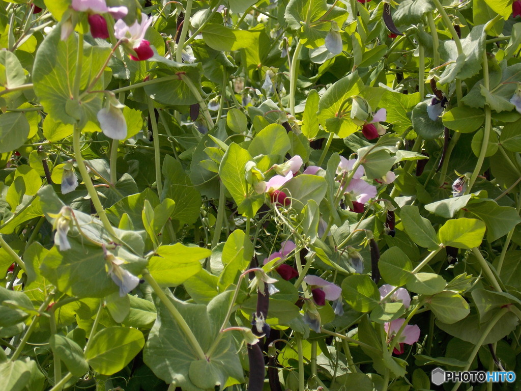 畑のエンドウ豆と花