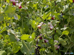 畑のエンドウ豆と花