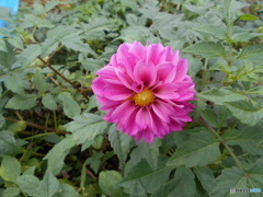 畑の中のダリア