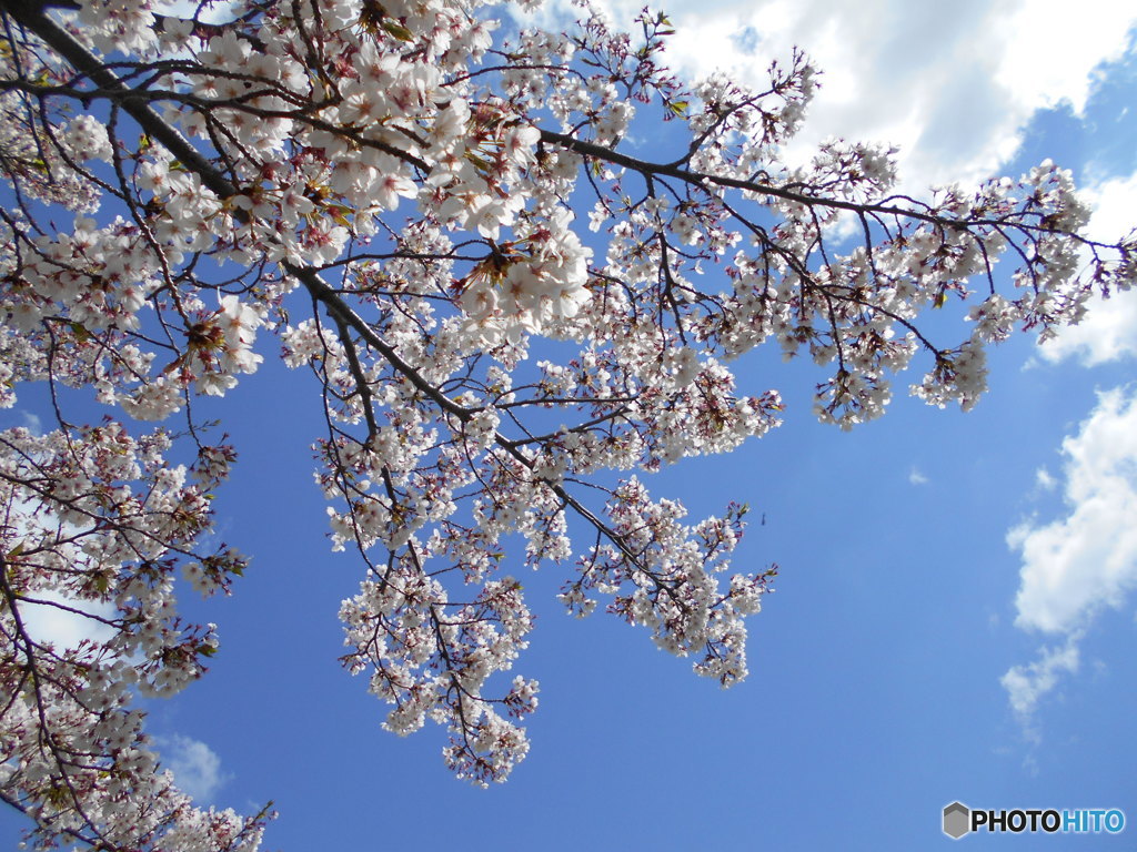 青空に桜