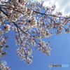 青空に桜