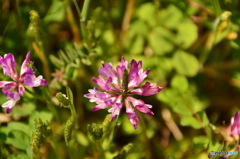 蓮華【れんげ）