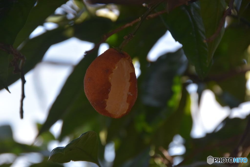 食べ応えありダ