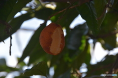 食べ応えありダ