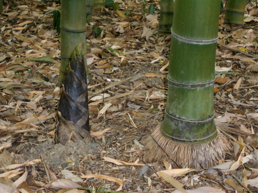 令和のたけのこ