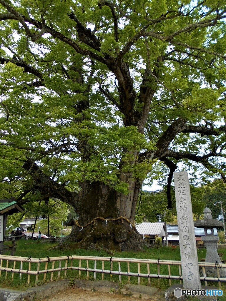 野間の大ケヤキ