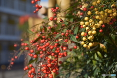 紅白南天