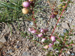 なんかわからんけど蕾