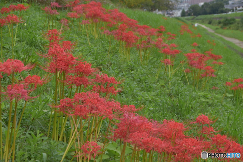 彼岸花３