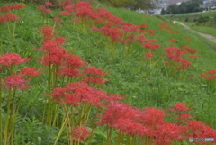 彼岸花３