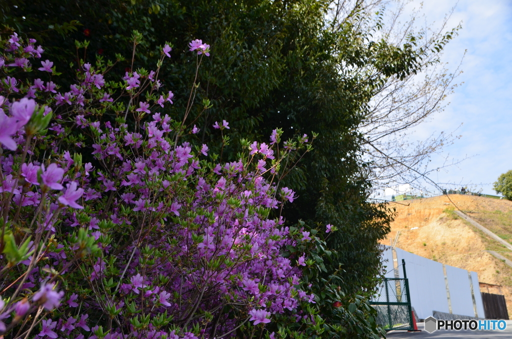 ヤマつつじ終焉２