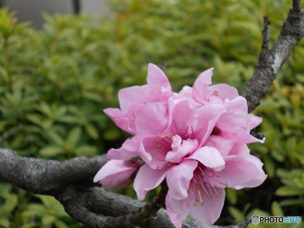 花桃