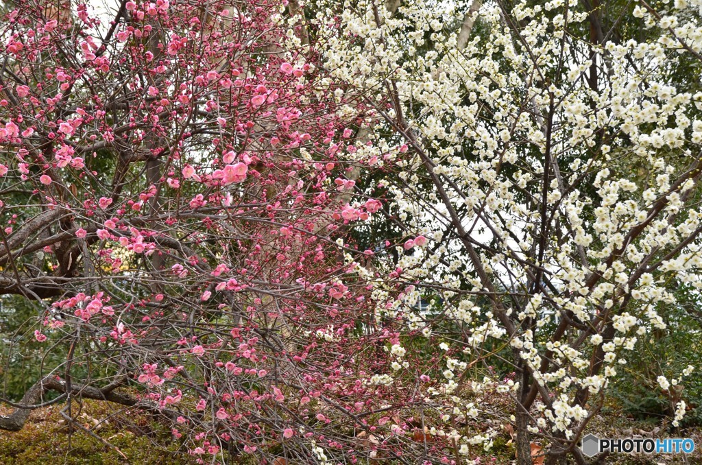 紅白梅の花
