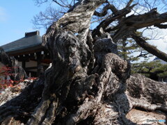 大木の枯れ木