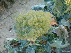 ブロッコリーの花